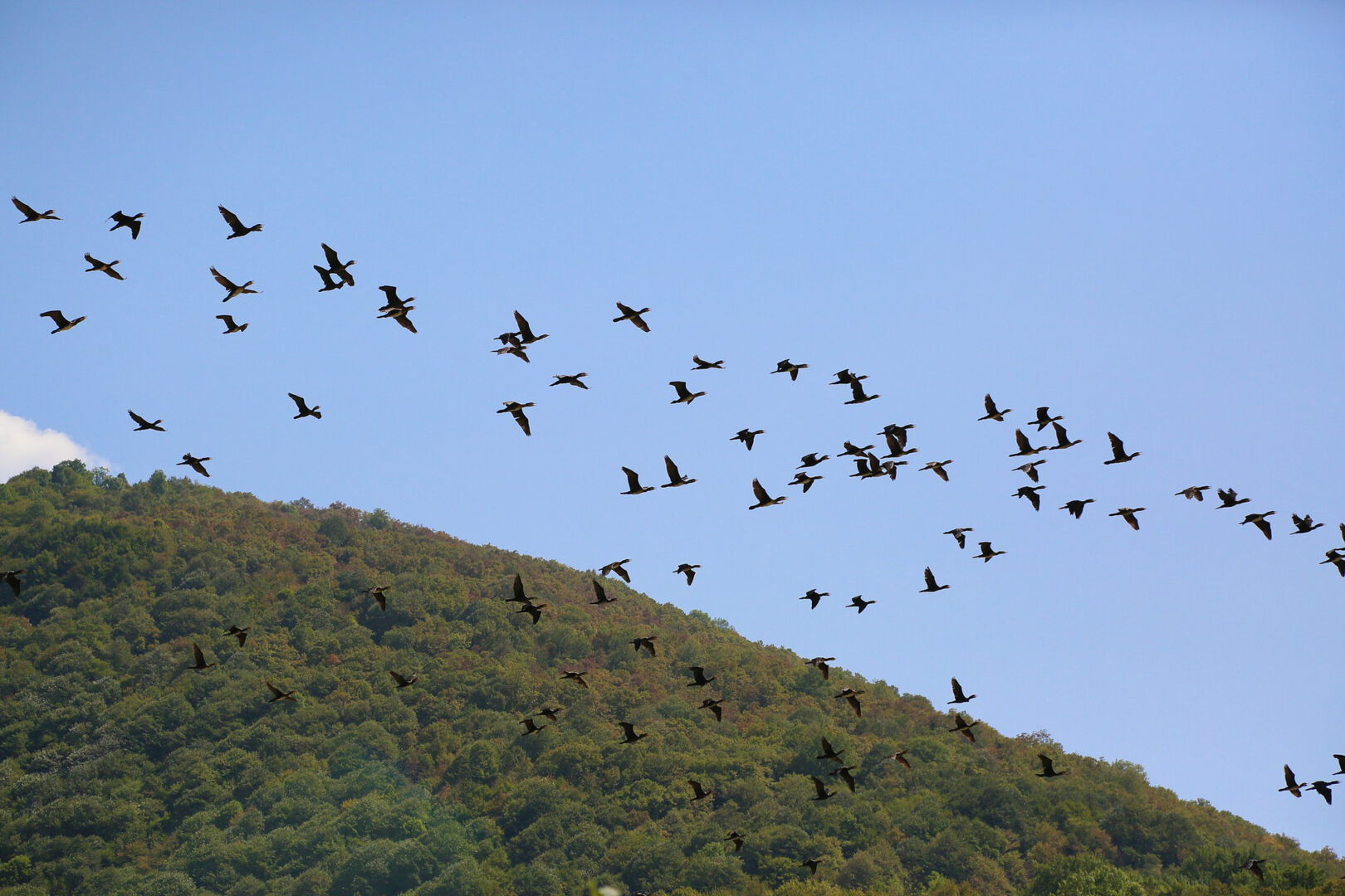 Vogelschwarm fliegt am Blauen Himmel