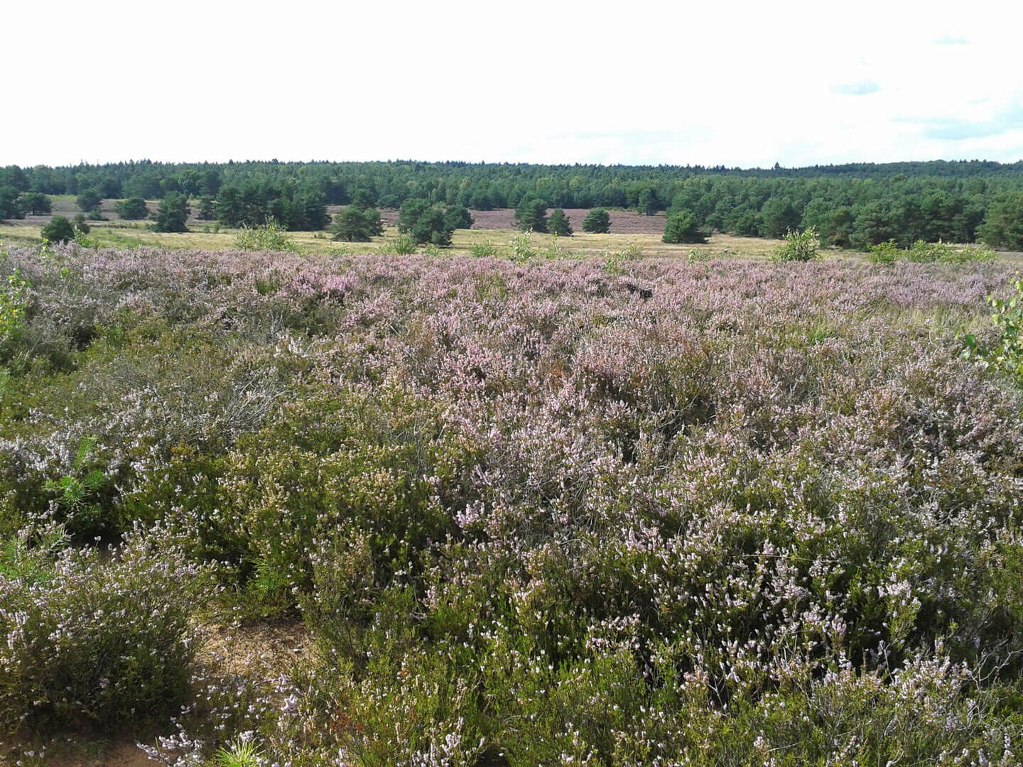 Naturschutzgebiet und Biotop Mehlinger Heide