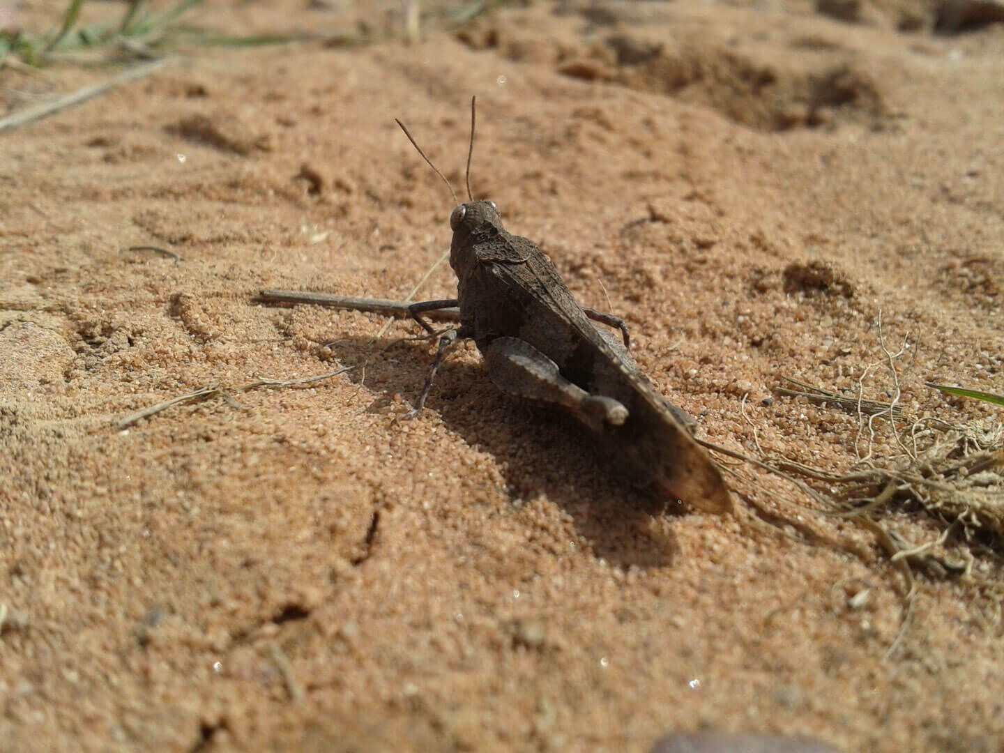 Tierschutz auch für Insekten Blauflügelige Ödlandschrecke