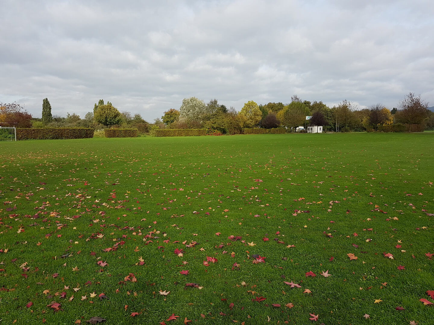 Rasenfläche vor der Baumaßnahme des Sportplatzes