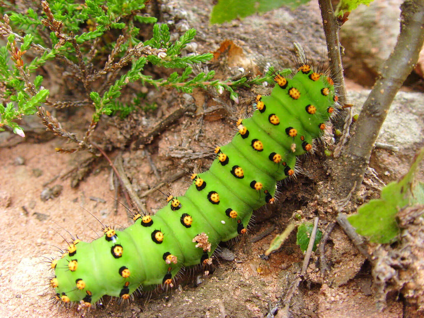 Raupe wird zum Schmetterling Kleines Nachtpfauenauge