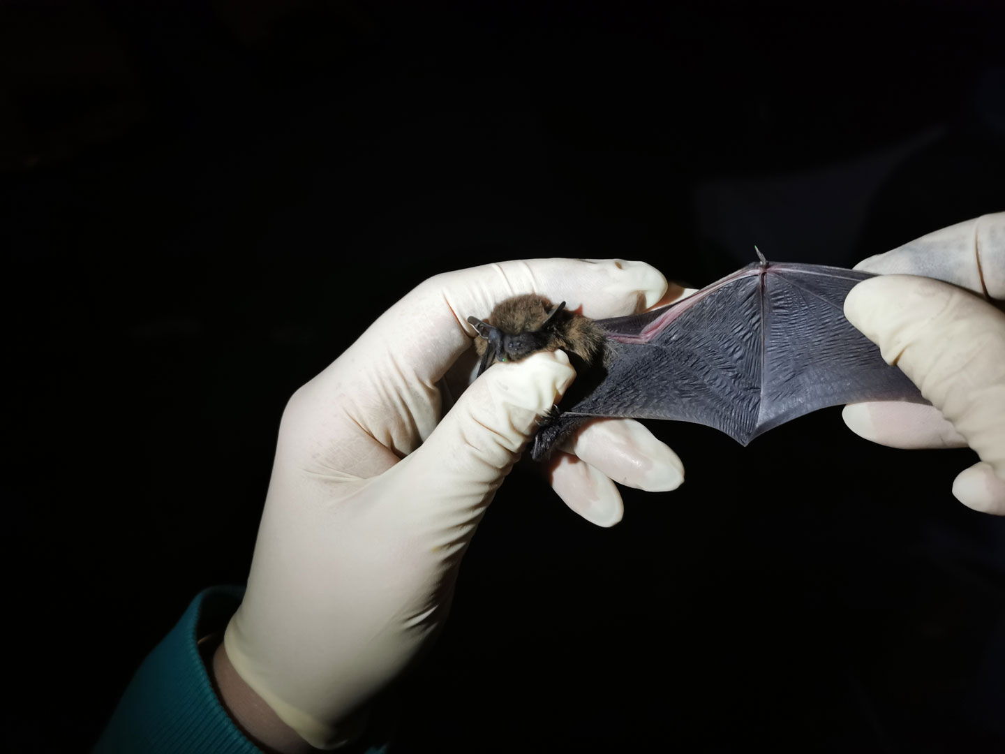 Fledermaus wird gehalten und untersucht