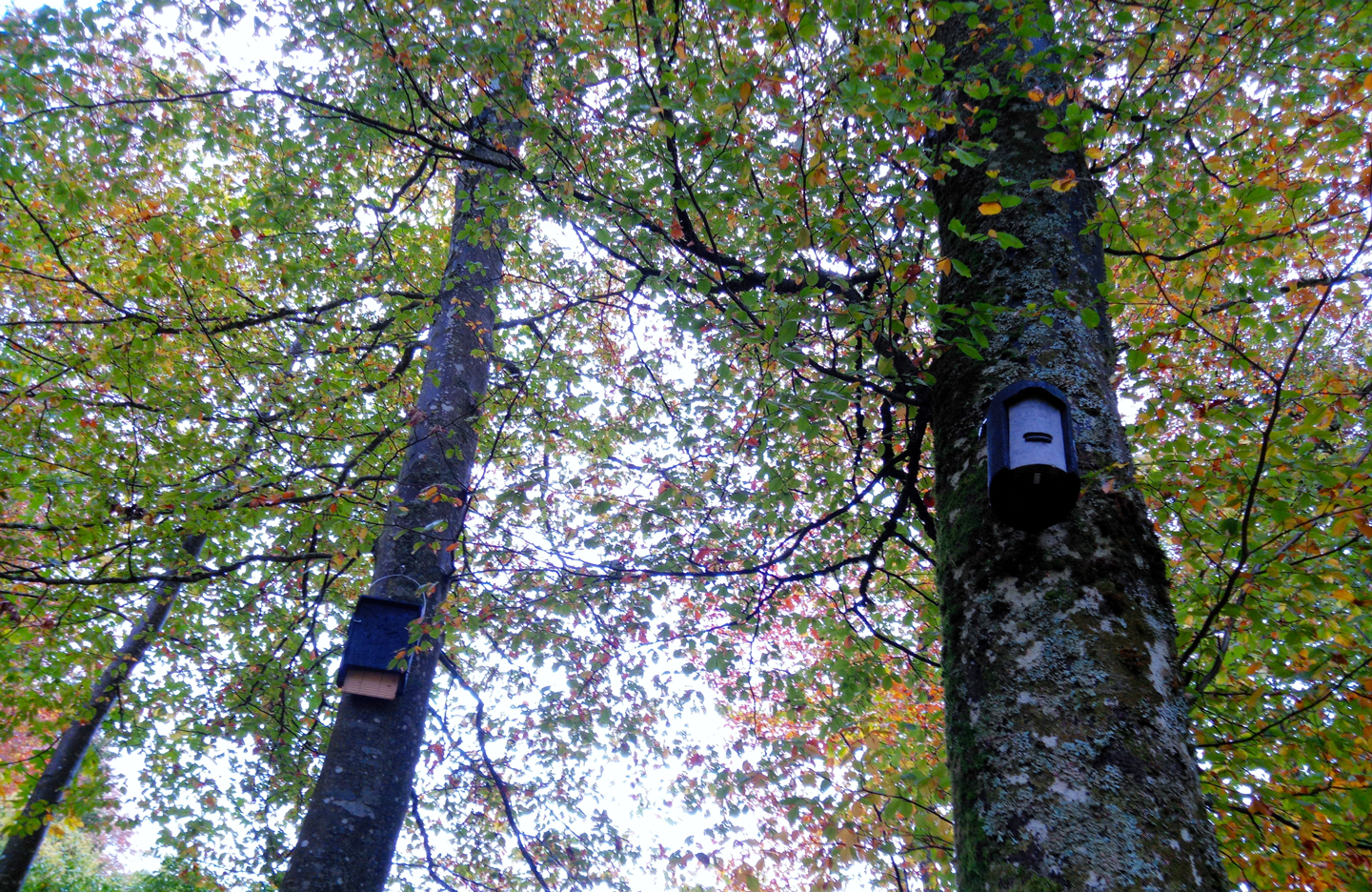 Fledermauskästen-an-Bäume.png