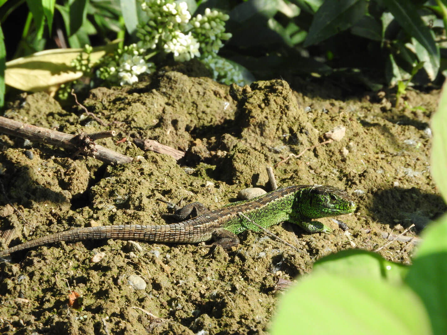 Zauneidechse ist eine streng geschützte Art. Eine männliche Zauneidechse wurde im Rahmen einer artenschutzrechlichen Prüfung erfasst.